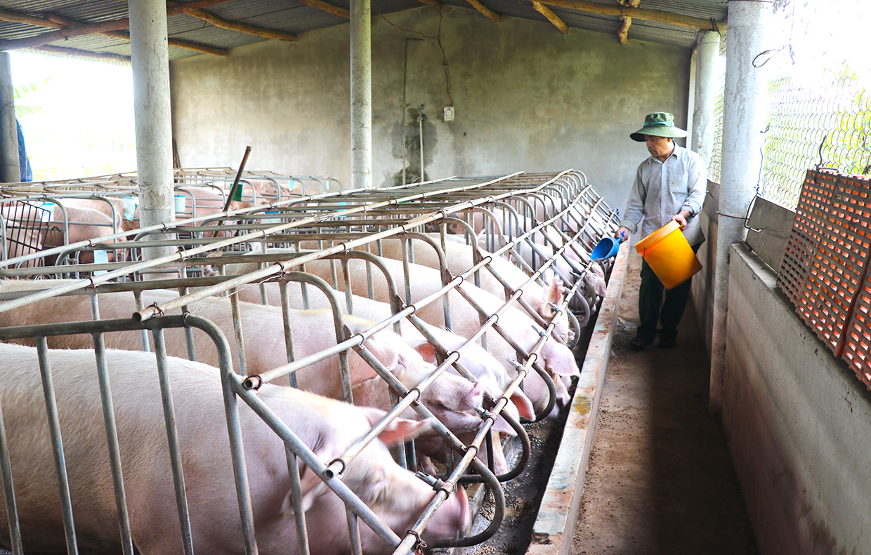 Giá thịt lợn giảm sâu chi phí tăng vọt doanh nghiệp chăn nuôi lao đao   Nhịp sống kinh tế Việt Nam  Thế giới