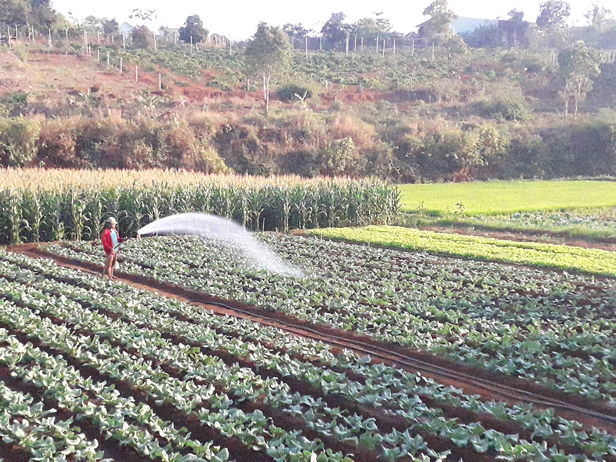 Mô hình khuyến nông cộng đồng Góp phần thúc đẩy phát triển nông nghiệp bền  vững  Báo Lạng Sơn