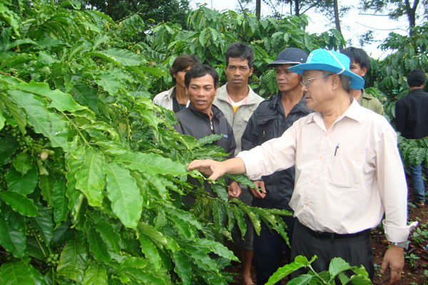 Một số mô hình kỹ thuật trồng tiêu xen cà phê hiệu quả  Agrivn