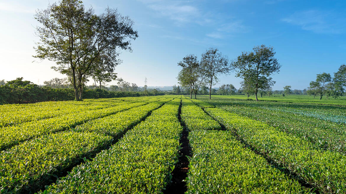 Photo by: Trung tâm Thông tin du lịch