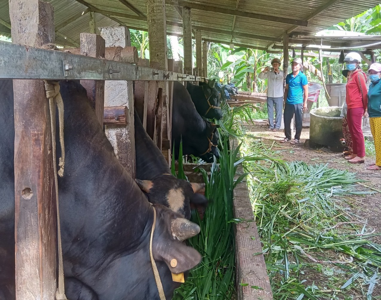 Mô hình đánh giá sinh trưởng và phát triển của bò 3B